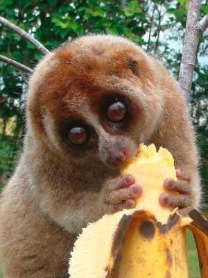 Slow Loris Pet